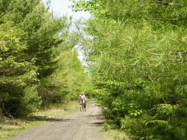 Horseback Rider on path in woods